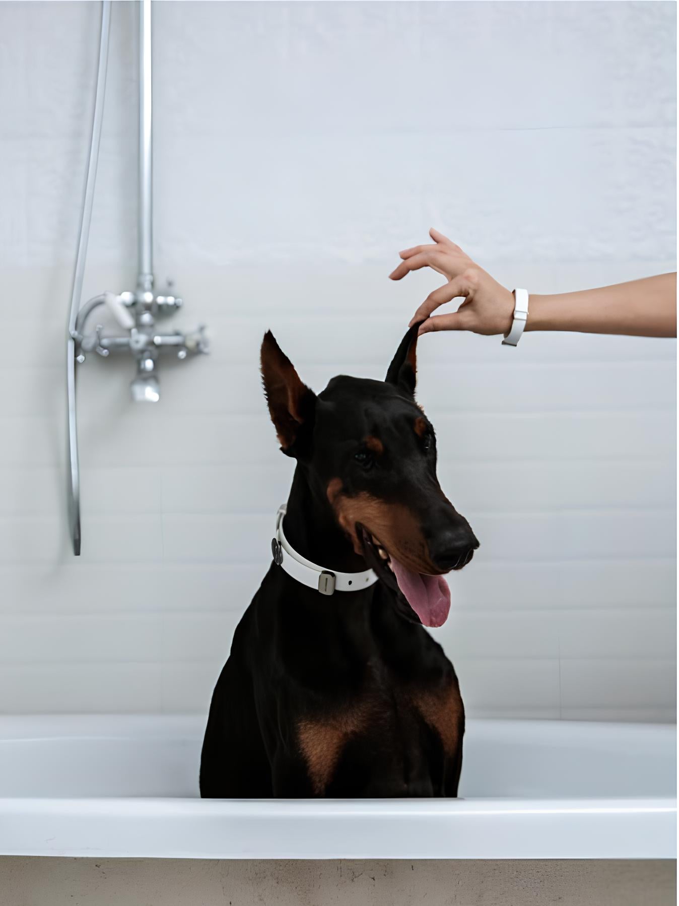 Gozy-F Bonding Dog Collar