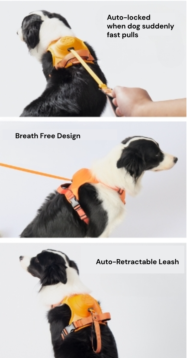 Turtle Love All-in-one Dog Harness