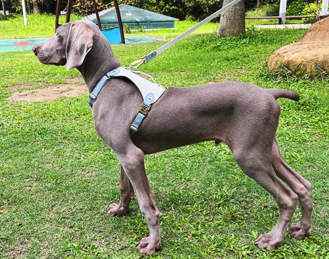 Caesar Series Premium Leather Dog Adventure Collection-Leash