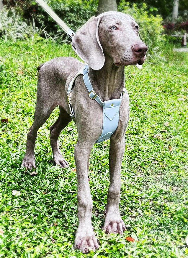 Caesar Series Premium Leather Dog Adventure Collection