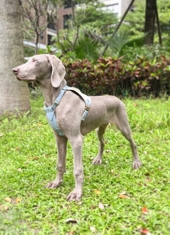 Caesar Series Premium Leather Dog Adventure Collection